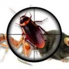 Business 1 image A-L-S PEST CONTROL Bed Bugs in Cincinnati OH