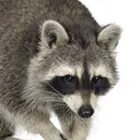 Business 1 image AAAC WILDLIFE REMOVAL OF CINCINNATI in Cincinnati OH