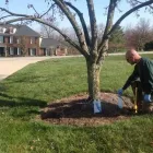 Business 2 image BACK TREE SERVICE in Cincinnati OH