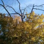 Business 4 image BACK TREE SERVICE in Cincinnati OH