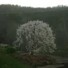 Business 5 image BACK TREE SERVICE in Cincinnati OH