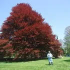 Business 6 image BACK TREE SERVICE in Cincinnati OH