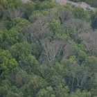 Business 7 image BACK TREE SERVICE in Cincinnati OH