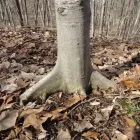Business 9 image BACK TREE SERVICE in Cincinnati OH