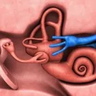 Business 3 image CHESAPEAKE EAR NOSE & THROAT Otolaryngology in Owings Mills MD