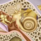 Business 27 image CHESAPEAKE EAR NOSE & THROAT Otolaryngology in Owings Mills MD