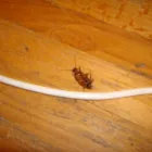 Business 1 image DOMAIN PROPERTIES - GET YOUR NYC DOMAIN REAL ESTATE TODAY ! Real Estate Management in New York NY