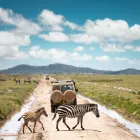 Business 1 image DOMESTIC TOURISM SAFARIS PROMTIONAL COMPANY Travel & Tourism in New York NY