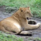 Business 3 image DOMESTIC TOURISM SAFARIS PROMTIONAL COMPANY Travel & Tourism in New York NY