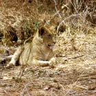 Business 4 image DOMESTIC TOURISM SAFARIS PROMTIONAL COMPANY Travel & Tourism in New York NY