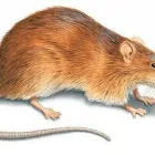 Business 2 image JP & SON PEST CONTROL Pest Control Service in Hamilton OH