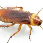 Business 3 image JP & SON PEST CONTROL Pest Control Service in Hamilton OH