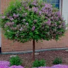 Business 5 image LAKERIDGE TREE SERVICE & LANDSCAPING Tree Service Company in Hamilton OH