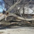 Business 6 image LAKERIDGE TREE SERVICE & LANDSCAPING Tree Service Company in Hamilton OH