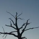 Business 10 image LAKERIDGE TREE SERVICE & LANDSCAPING Tree Service Company in Hamilton OH