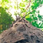 Business 15 image LAKERIDGE TREE SERVICE & LANDSCAPING Tree Service Company in Hamilton OH