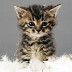 Business 1 image METROPOLITAN CAT HOSPITAL LIMITED Veterinarian in Owings Mills MD