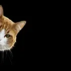 Business 2 image METROPOLITAN CAT HOSPITAL LIMITED Veterinarian in Owings Mills MD