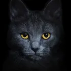 Business 5 image METROPOLITAN CAT HOSPITAL LIMITED Veterinarian in Owings Mills MD