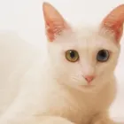 Business 7 image METROPOLITAN CAT HOSPITAL LIMITED Veterinarian in Owings Mills MD