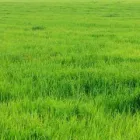 Business 9 image NATURE PLUS LAWN & IRRIGATION Landscape Contractors in Cincinnati OH