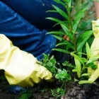 Business 15 image NATURE PLUS LAWN & IRRIGATION Landscape Contractors in Cincinnati OH