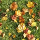 Business 29 image NATURE PLUS LAWN & IRRIGATION Landscape Contractors in Cincinnati OH