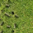 Business 41 image NATURE PLUS LAWN & IRRIGATION Landscape Contractors in Cincinnati OH
