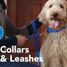Business 4 image PETSMART Pet Adoption Service in Cincinnati OH