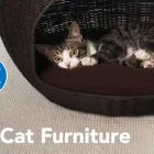 Business 8 image PETSMART Pet Adoption Service in Cincinnati OH