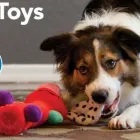 Business 12 image PETSMART Pet Adoption Service in Cincinnati OH