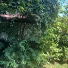 Business 1 image SPIDER TREE SERVICE, INC. Arborists & Tree Surgeons in Hamilton OH