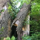 Business 3 image SPIDER TREE SERVICE, INC. Arborists & Tree Surgeons in Hamilton OH