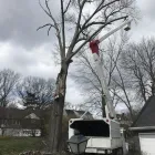 Business 8 image SPIDER TREE SERVICE, INC. Arborists & Tree Surgeons in Hamilton OH