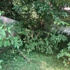 Business 10 image SPIDER TREE SERVICE, INC. Arborists & Tree Surgeons in Hamilton OH