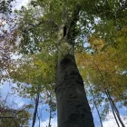 Business 11 image SPIDER TREE SERVICE, INC. Arborists & Tree Surgeons in Hamilton OH