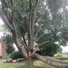Business 13 image SPIDER TREE SERVICE, INC. Arborists & Tree Surgeons in Hamilton OH