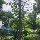 Business 14 image SPIDER TREE SERVICE, INC. Arborists & Tree Surgeons in Hamilton OH