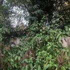 Business 18 image SPIDER TREE SERVICE, INC. Arborists & Tree Surgeons in Hamilton OH