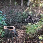 Business 19 image SPIDER TREE SERVICE, INC. Arborists & Tree Surgeons in Hamilton OH