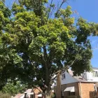 Business 24 image SPIDER TREE SERVICE, INC. Arborists & Tree Surgeons in Hamilton OH
