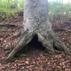 Business 26 image SPIDER TREE SERVICE, INC. Arborists & Tree Surgeons in Hamilton OH