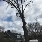 Business 27 image SPIDER TREE SERVICE, INC. Arborists & Tree Surgeons in Hamilton OH