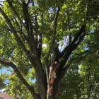 Business 29 image SPIDER TREE SERVICE, INC. Arborists & Tree Surgeons in Hamilton OH