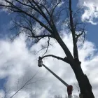 Business 32 image SPIDER TREE SERVICE, INC. Arborists & Tree Surgeons in Hamilton OH