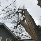 Business 37 image SPIDER TREE SERVICE, INC. Arborists & Tree Surgeons in Hamilton OH