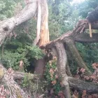 Business 38 image SPIDER TREE SERVICE, INC. Arborists & Tree Surgeons in Hamilton OH