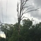Business 42 image SPIDER TREE SERVICE, INC. Arborists & Tree Surgeons in Hamilton OH