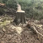 Business 43 image SPIDER TREE SERVICE, INC. Arborists & Tree Surgeons in Hamilton OH