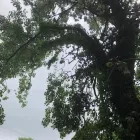Business 48 image SPIDER TREE SERVICE, INC. Arborists & Tree Surgeons in Hamilton OH